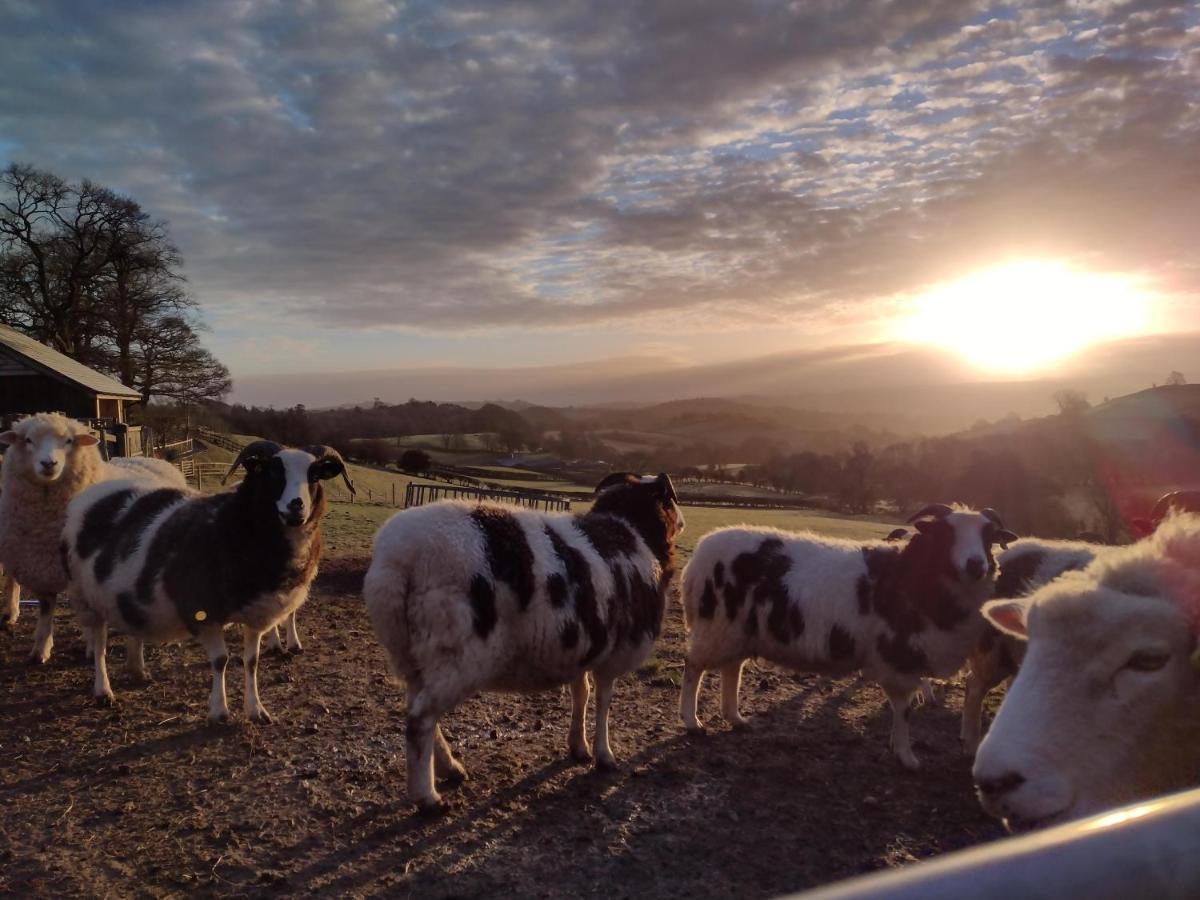 Shepherd'S Watch Cottage - 5* Cyfie Farm With Private Hot Tub Llanfyllin ภายนอก รูปภาพ